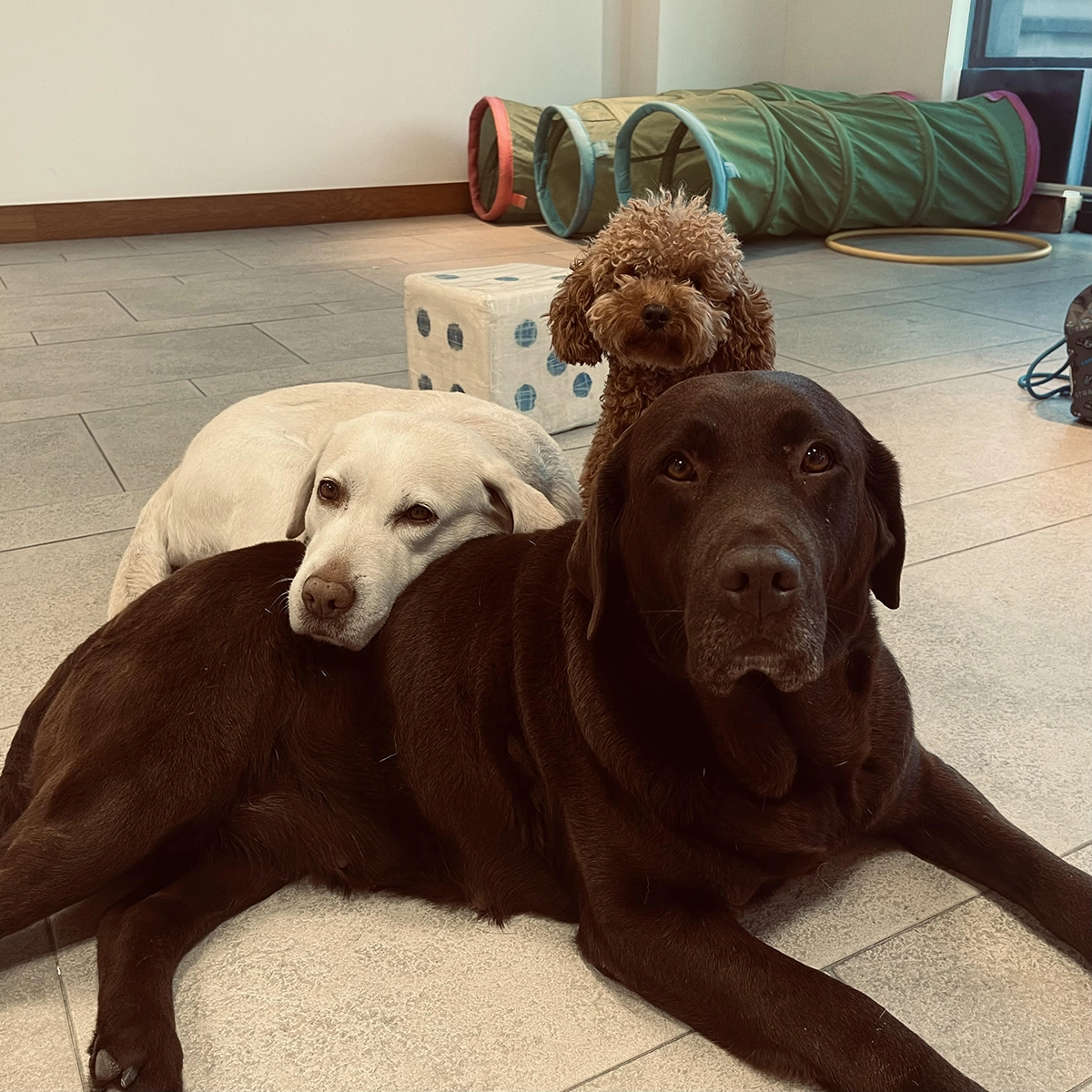 Perros de terapia descansando en la sala del programa
