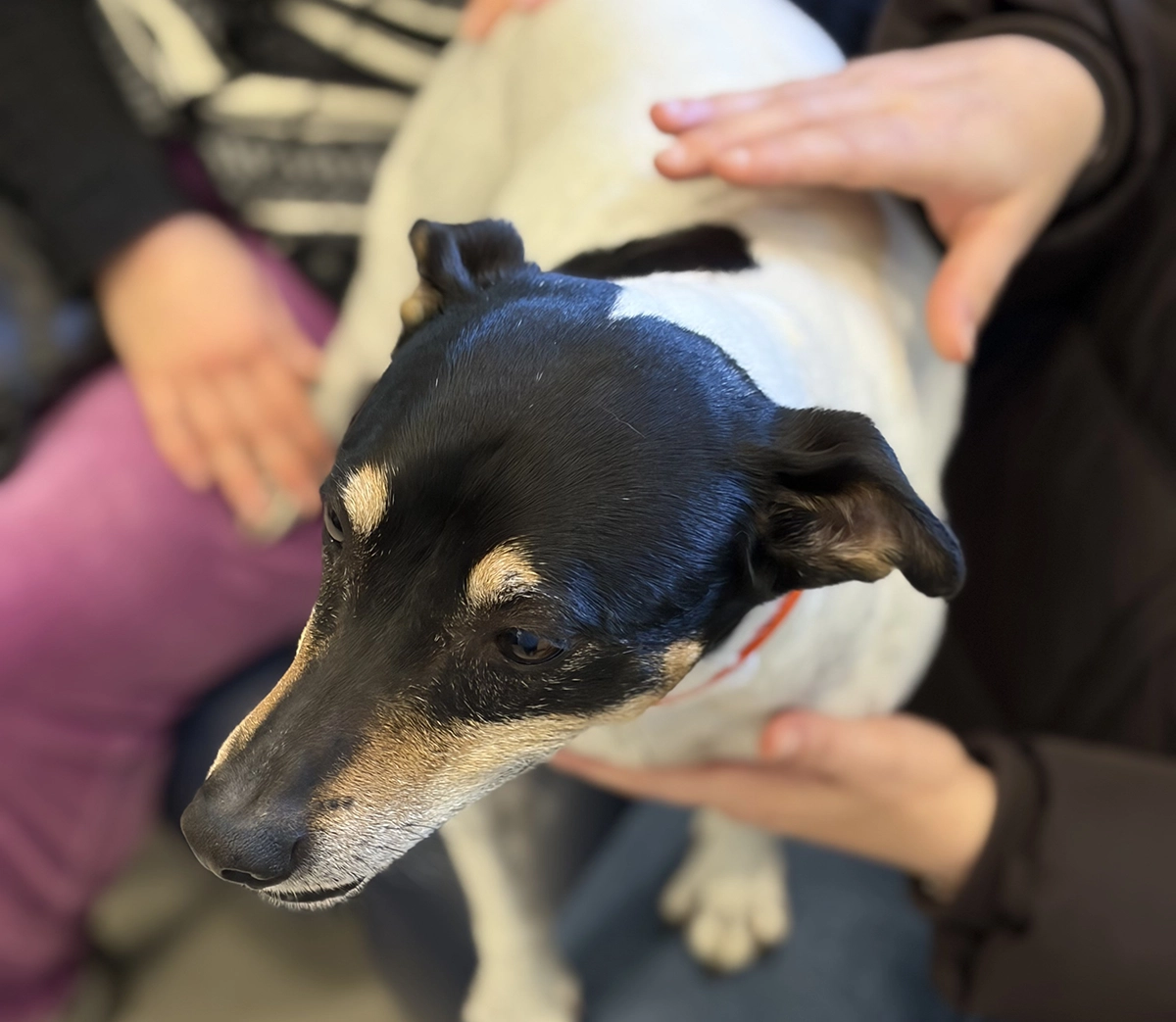 Niños acariciando a un perro de terapia