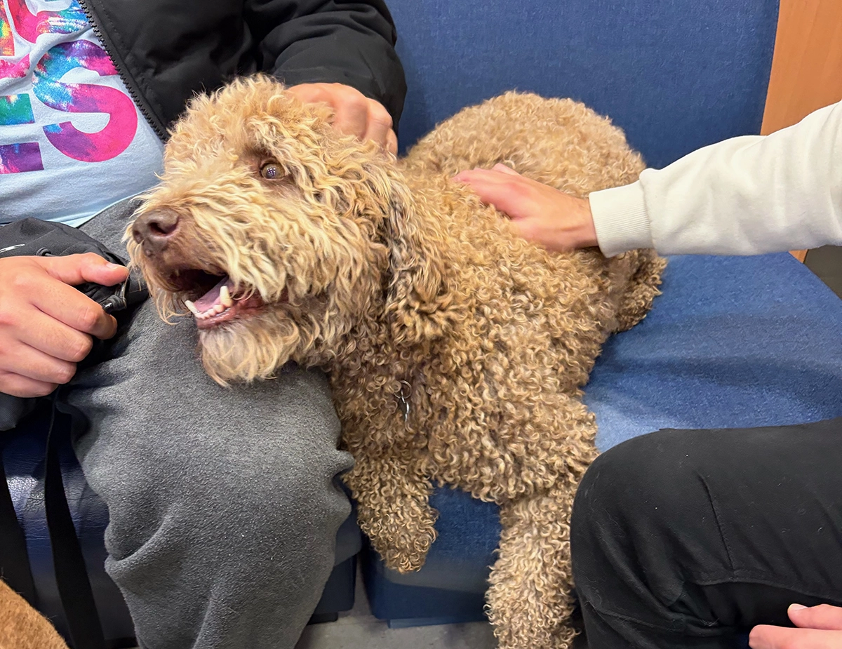 Personas acariciando a un perro de terapia