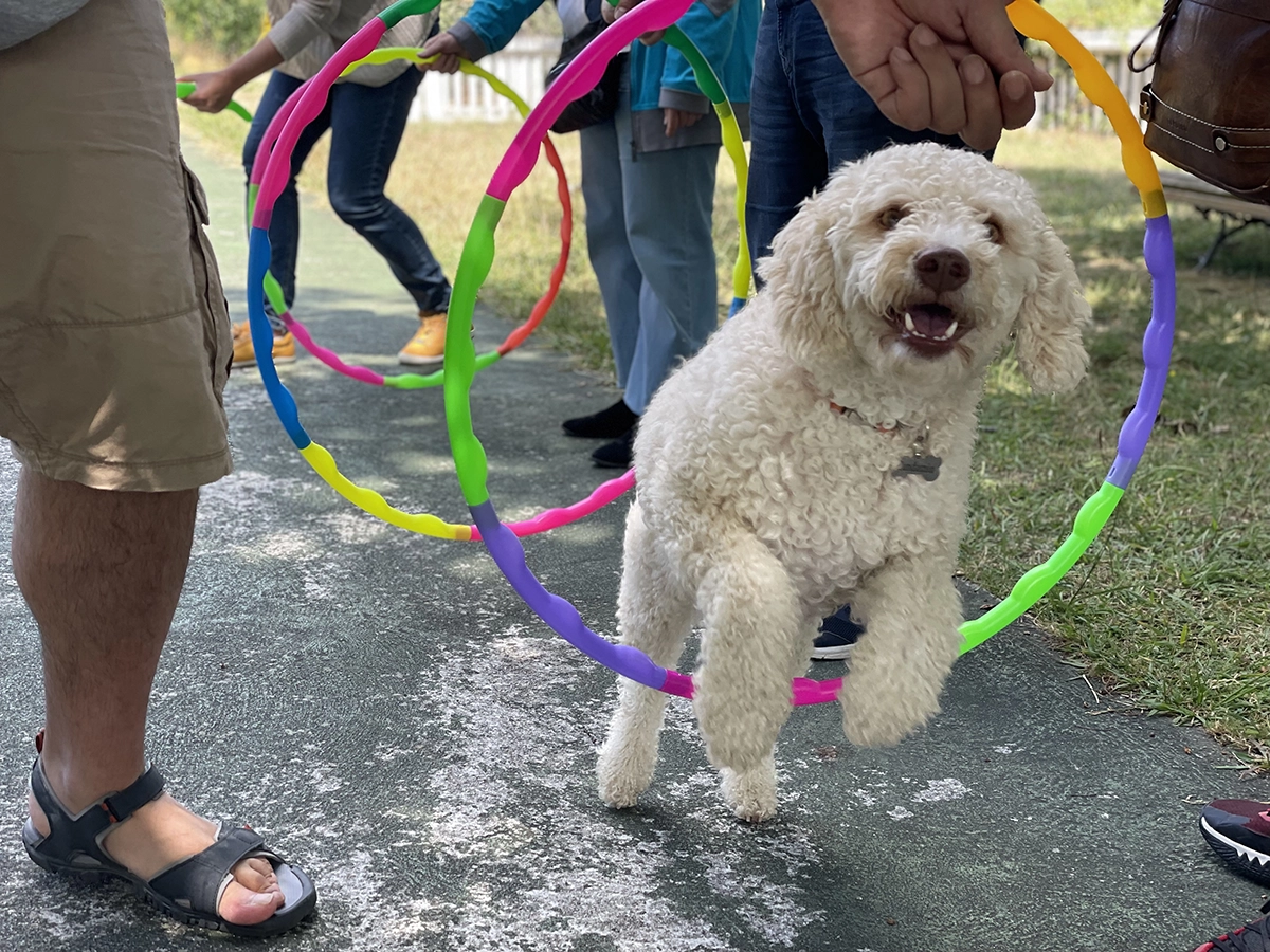 Perro de terapia saltando aros