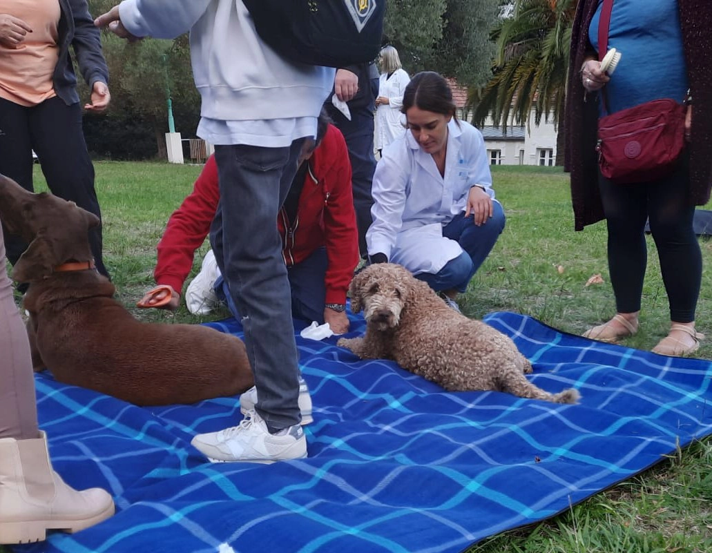 Perros de terapia interactuando con personas